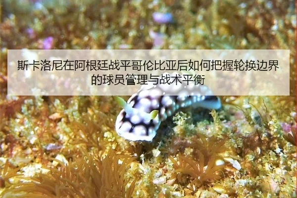 斯卡洛尼在阿根廷战平哥伦比亚后如何把握轮换边界的球员管理与战术平衡